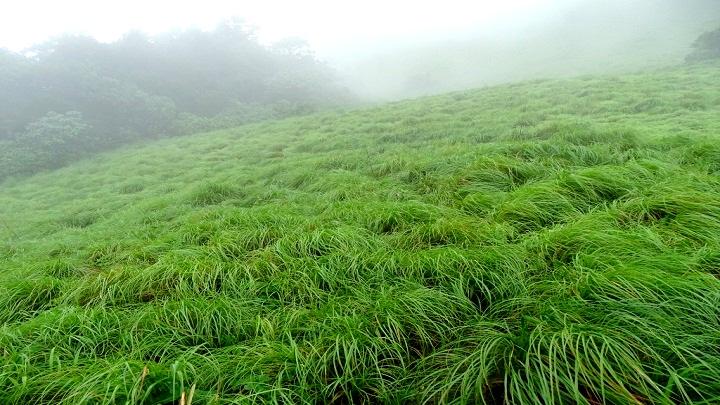 Pythal Mala or Paithalmala – a trekking site in Kannur 