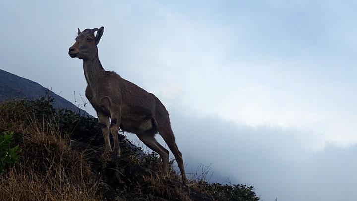 Rajamala Hills and the Eravikulam National Park, Idukki 