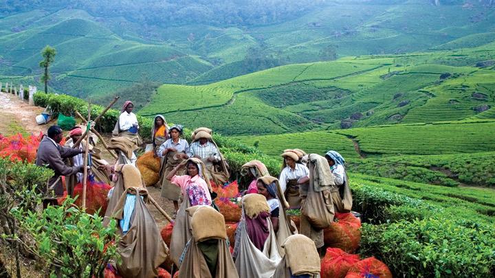 Tea Museum in Munnar 