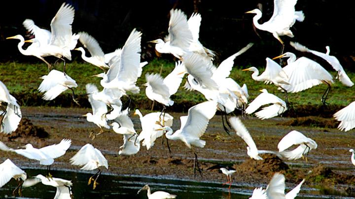 Thattekkad Bird Sanctuary and the Dr. Salim Ali, Ernakulam 