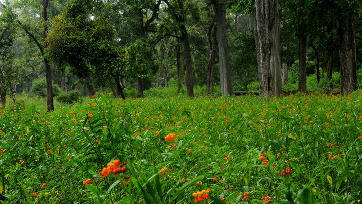 Tholpetty, Mananthavady, Wayanad, Kerala, India 