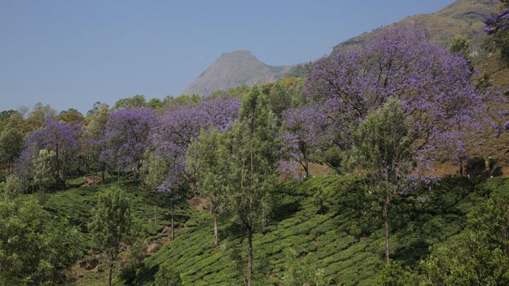 Escape Farm and Kanthalloor - the apple valley of Kerala at Munnar 