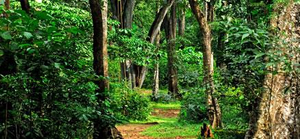 Rosemala – An Eco Tourism Spot in Shenduruney Forest, Kollam 