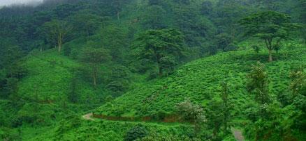 Bonacaud, a picnic spot on the lap of Western Ghats in Thiruvananthapuram, Kerala 