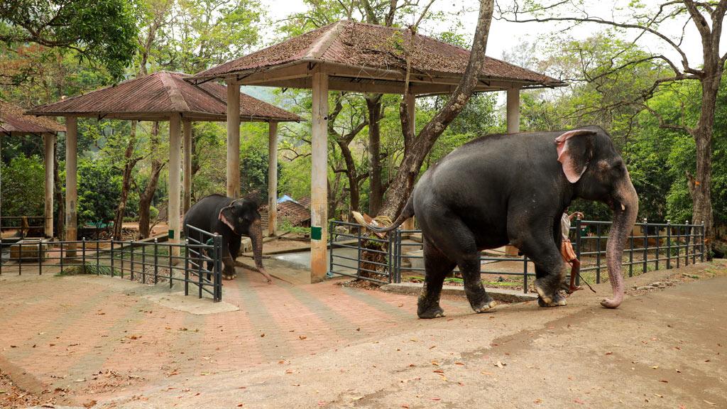 Konni Elephant Camp 