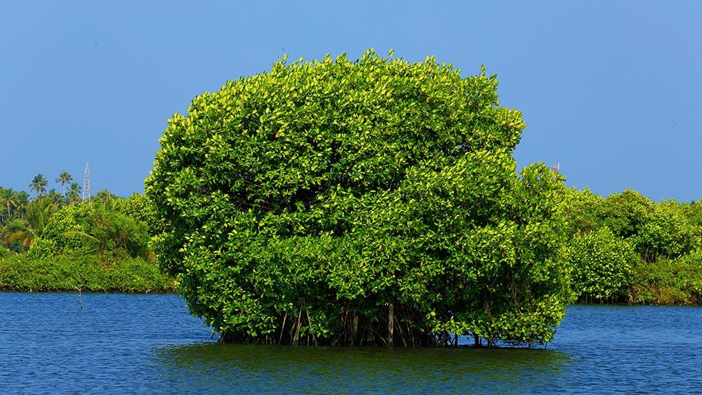 Kumbalangi 