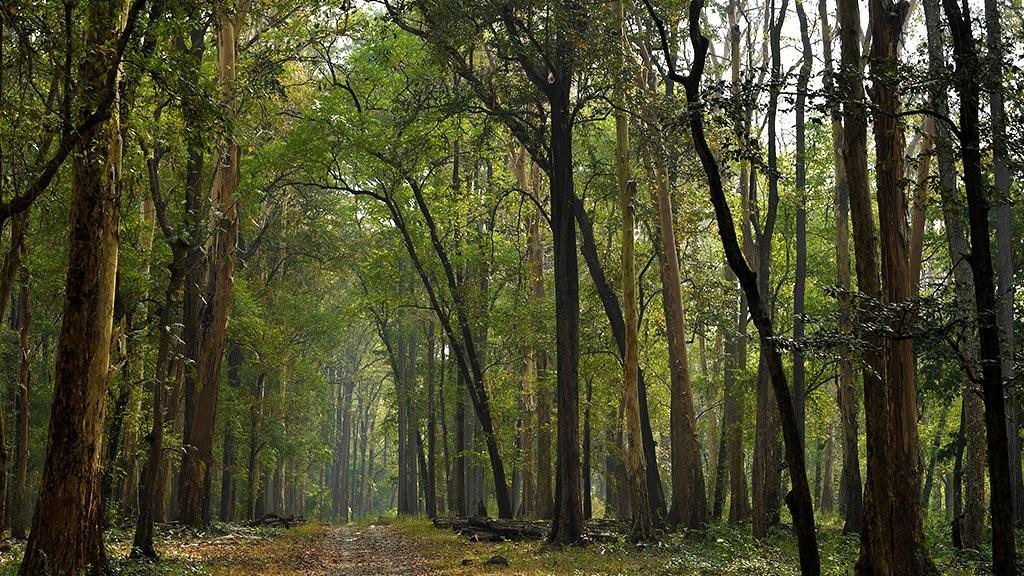 Nedumkayam Rainforest 