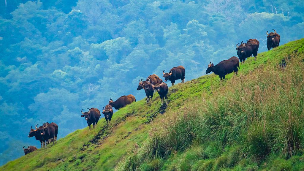 Periyar Tiger Reserve 