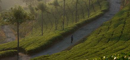 Spice Scented Village Life of Thekkady 