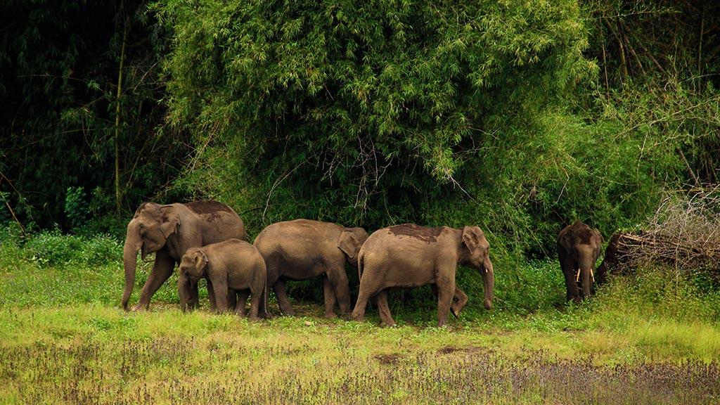 Tholpetty Wildlife Sanctuary 