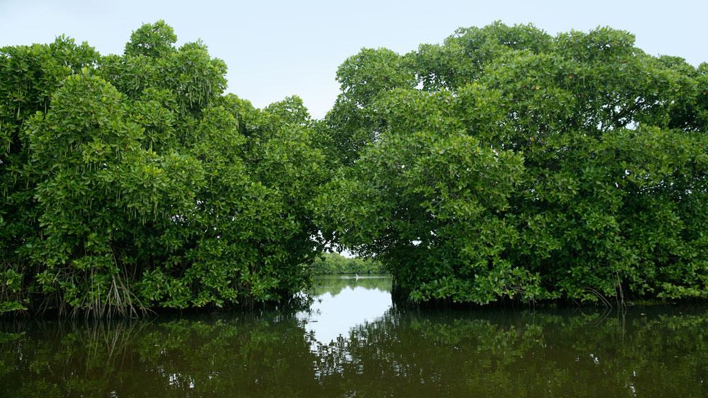 An Islet that is an Enigma 