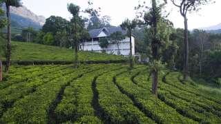 Tea Harvester